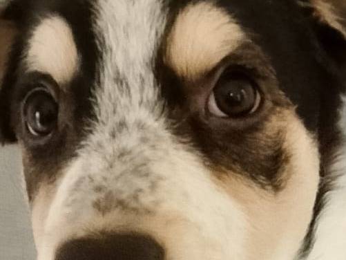 Adotta un cane, taglia media, maschio, Catania