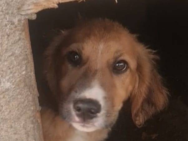 Adotta un cane, maschio, 2 mesi, Vibo