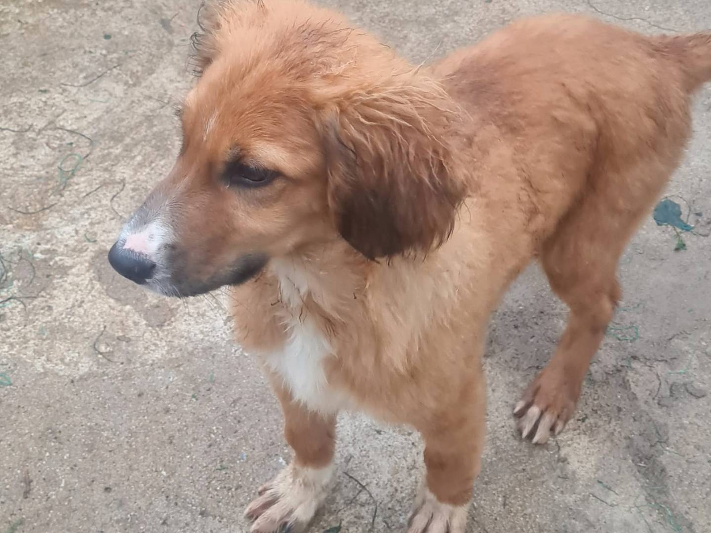 Adotta un cane, taglia media, maschio, Vibo