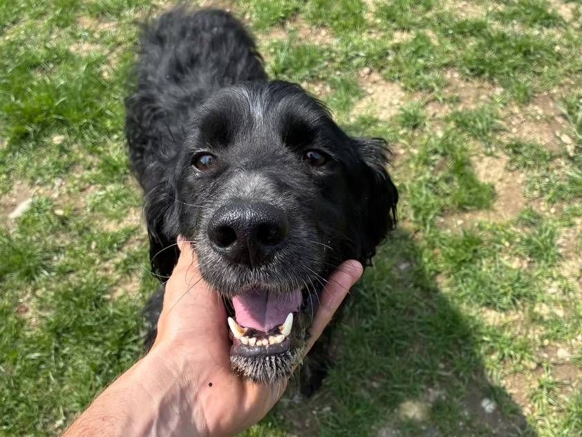 Adozione cane, maschio, Setter Inglese Razza sconosciuta, 5 anni e 4 mesi, taglia media, Milano
