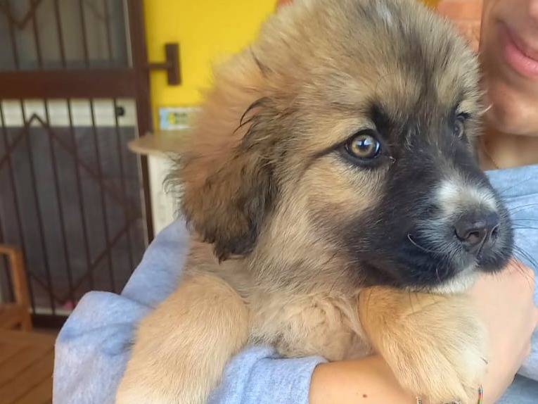 Vuoi adottare un cane a Agrigento?