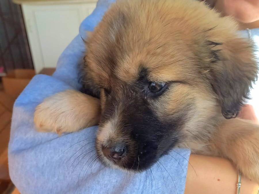 Adotta il cane Winnie a Agrigento