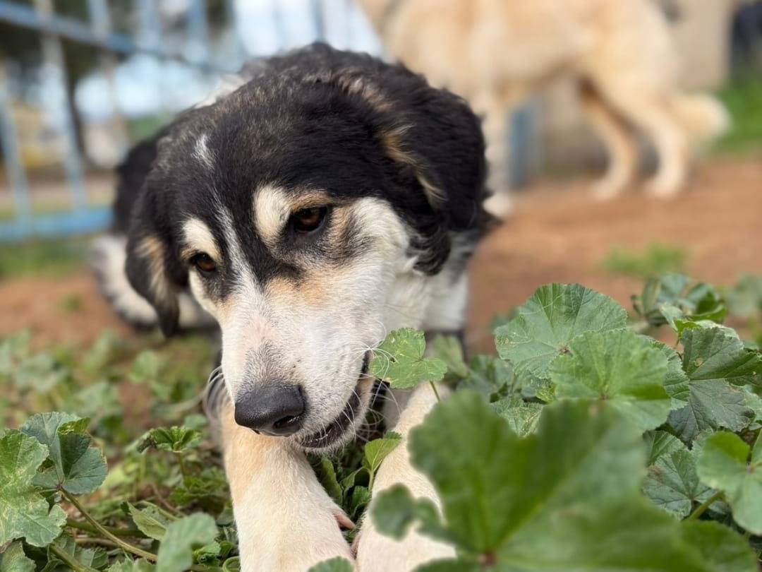 Adozione cane, femmina, Razza sconosciuta Razza sconosciuta, 8 mesi, taglia media, Crotone