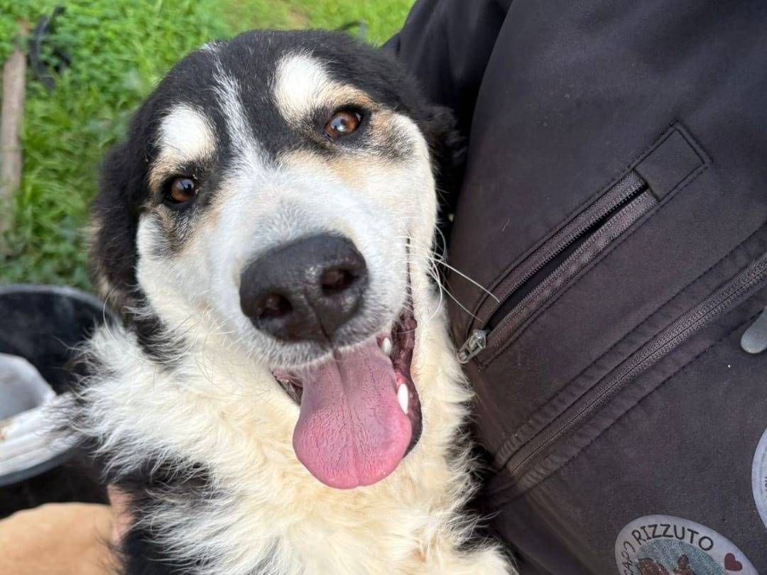 Adotta un cane, femmina, 8 mesi, Crotone