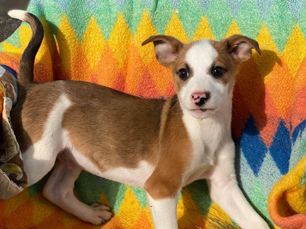 Vuoi adottare un cane a Crotone?