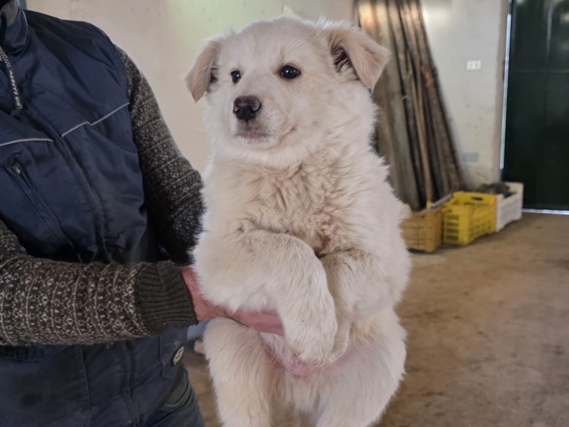 Adotta un cane, maschio, 2 mesi, Cosenza