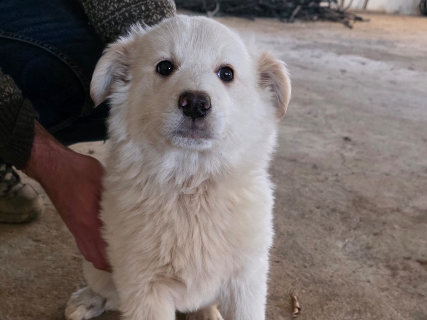 Vuoi adottare un cane a Cosenza?