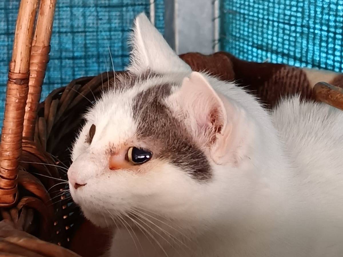 Vuoi adottare un gatto a Ravenna?