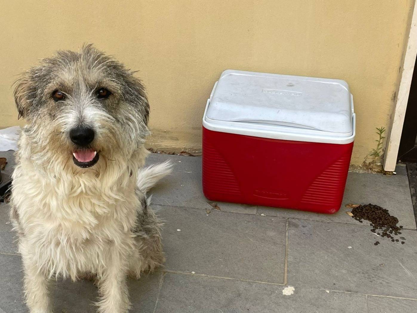 Adotta un cane, femmina, 2 anni, Milano