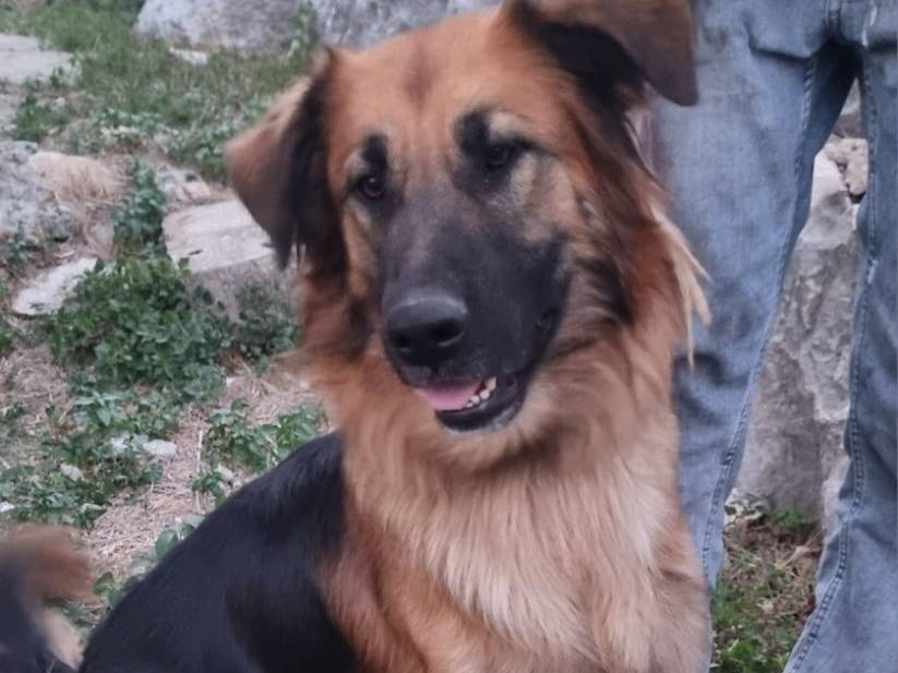 Adotta un cane, maschio, 3 anni e 1 mese, Milano
