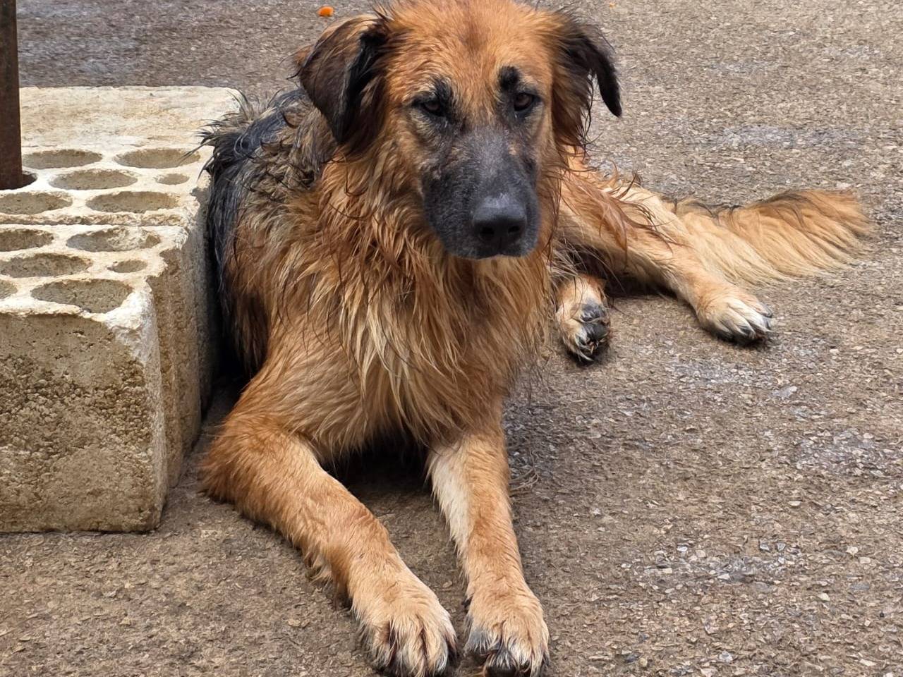 Adotta un cane, taglia media, maschio, Milano