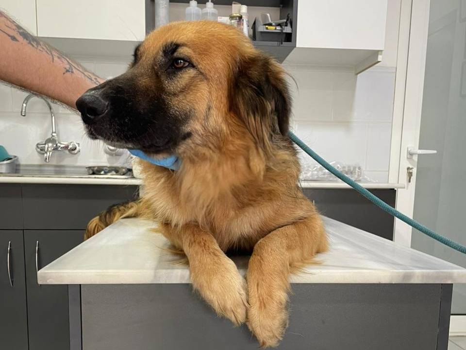 Adotta il cane Panko a Milano