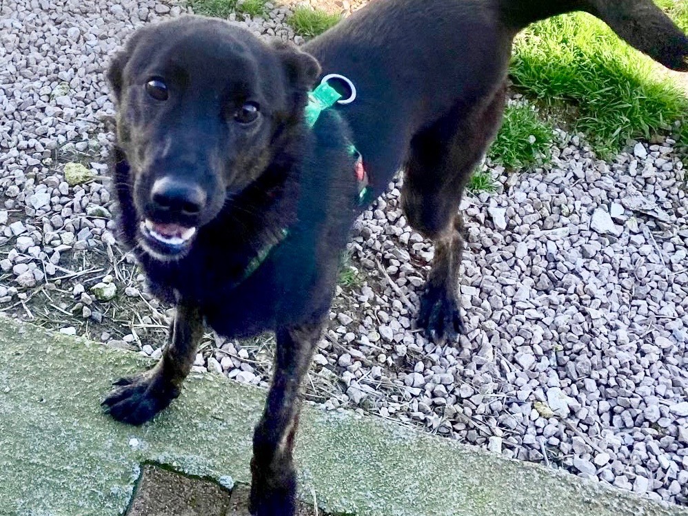 Adotta un cane, taglia media, maschio, Genova