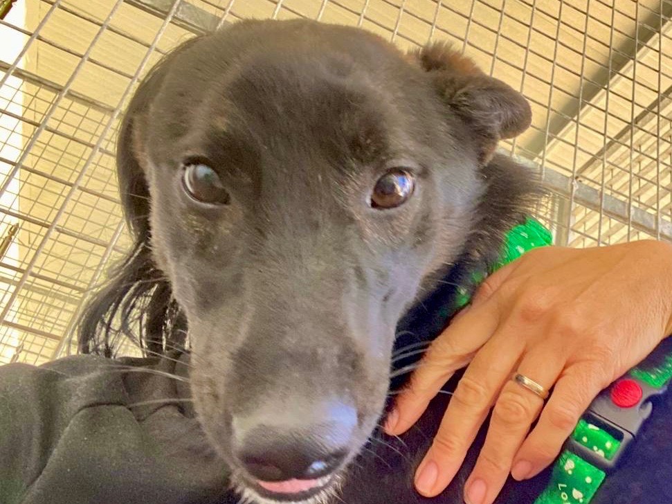 Vuoi adottare un cane a Genova?