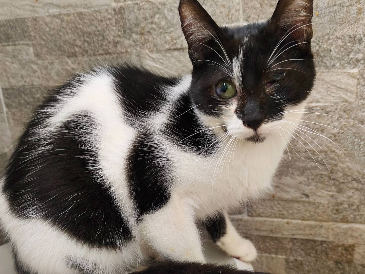 Adozione gatto, femmina, Razza sconosciuta Razza sconosciuta, 7 mesi, taglia non valida, Messina