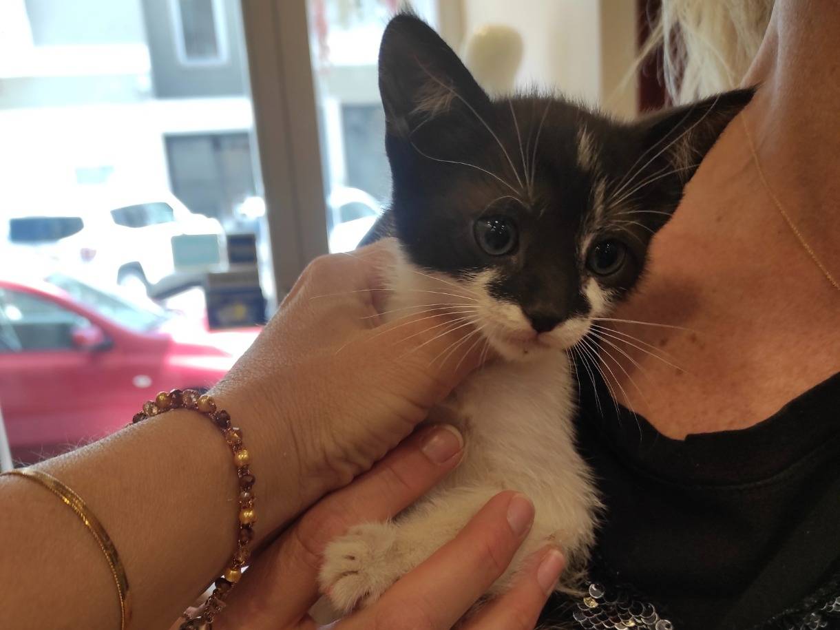 Adotta un gatto, femmina, 7 mesi, Taranto