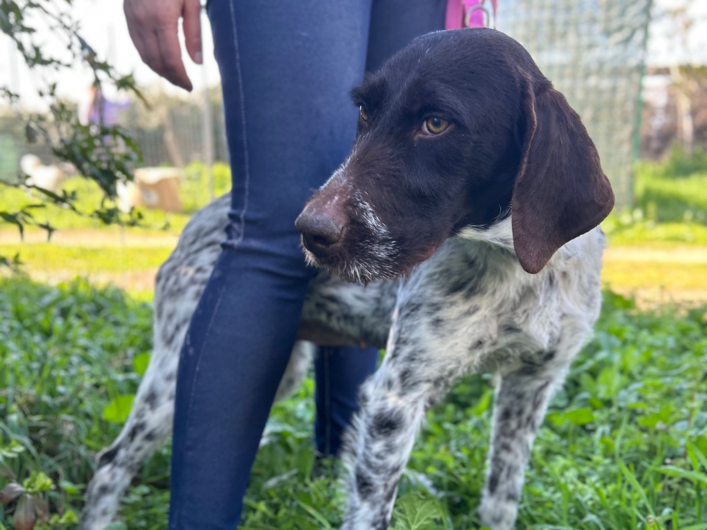 Adotta un cane, femmina, 3 anni, Foggia