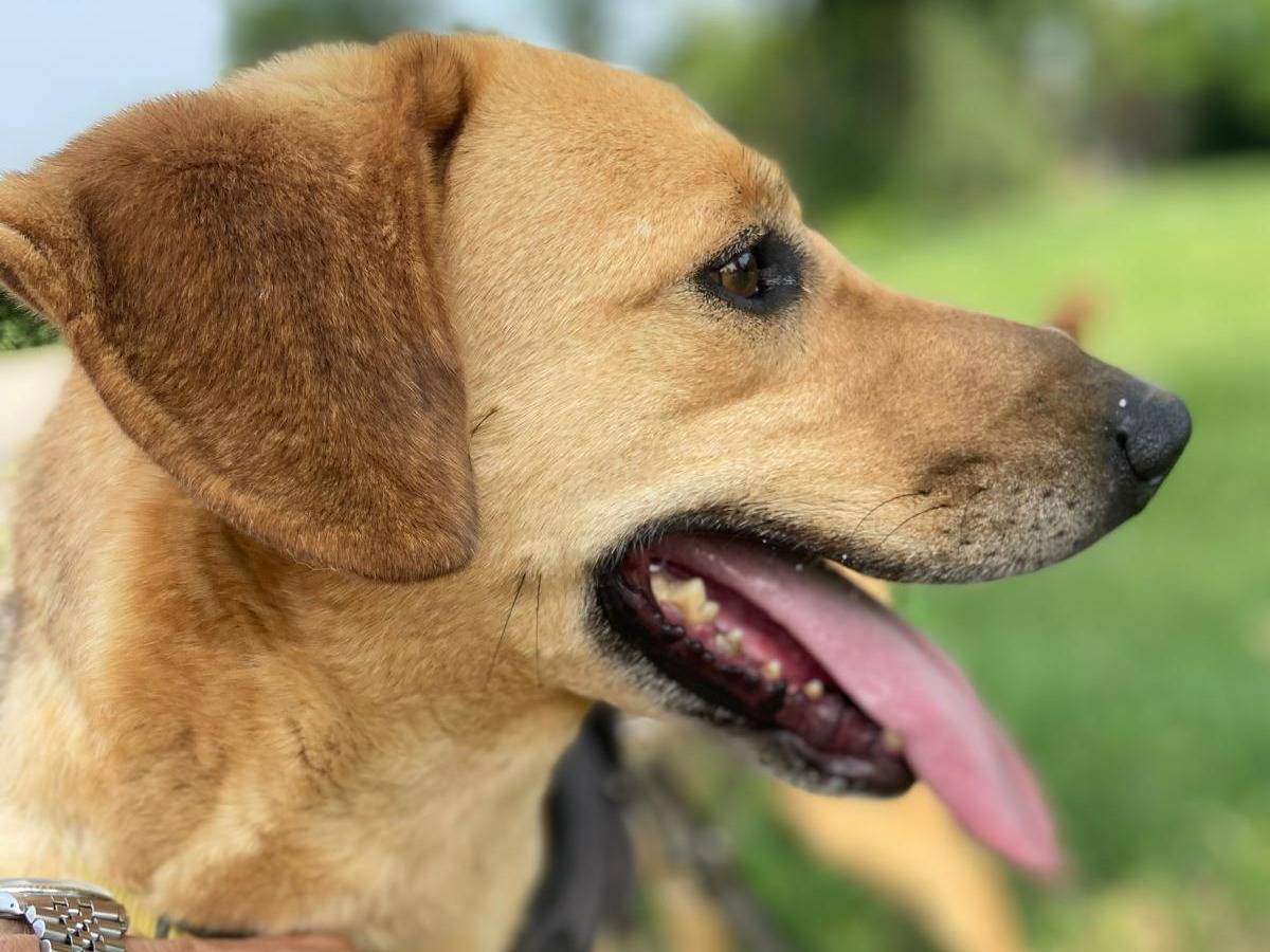 Adozione cane, maschio, Razza sconosciuta Razza sconosciuta, 5 anni e 1 mese, taglia media, Pavia