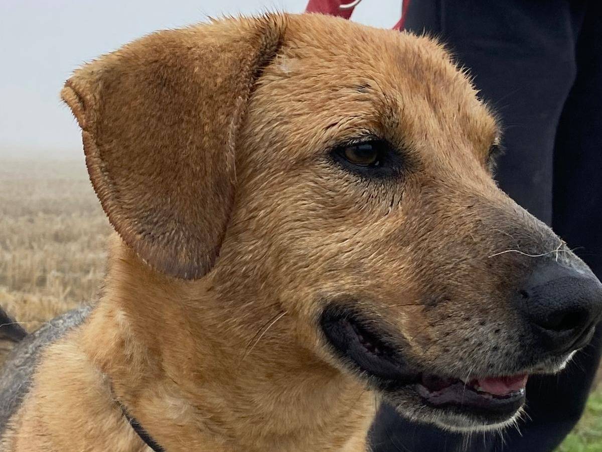 Adotta un cane, taglia media, maschio, Pavia