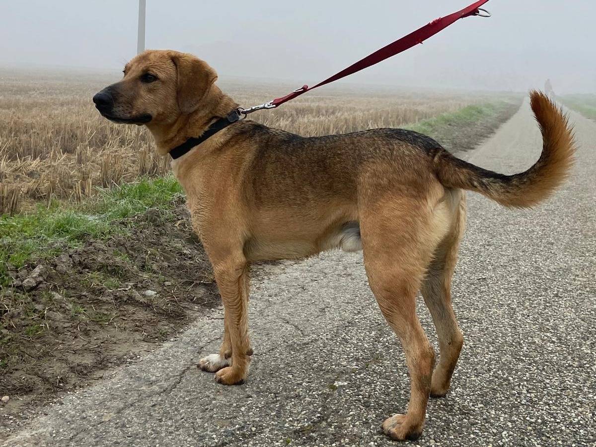 Vuoi adottare un cane a Pavia?