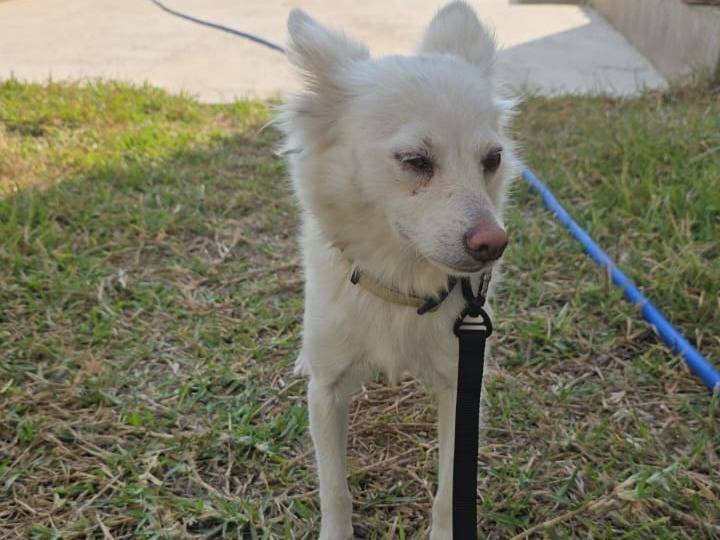 Adotta il cane Pepper a Milano