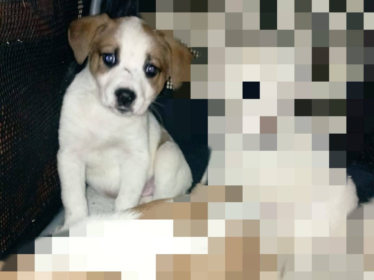 Adozione cane, maschio, Razza sconosciuta Razza sconosciuta, 2 mesi, taglia media, Caserta