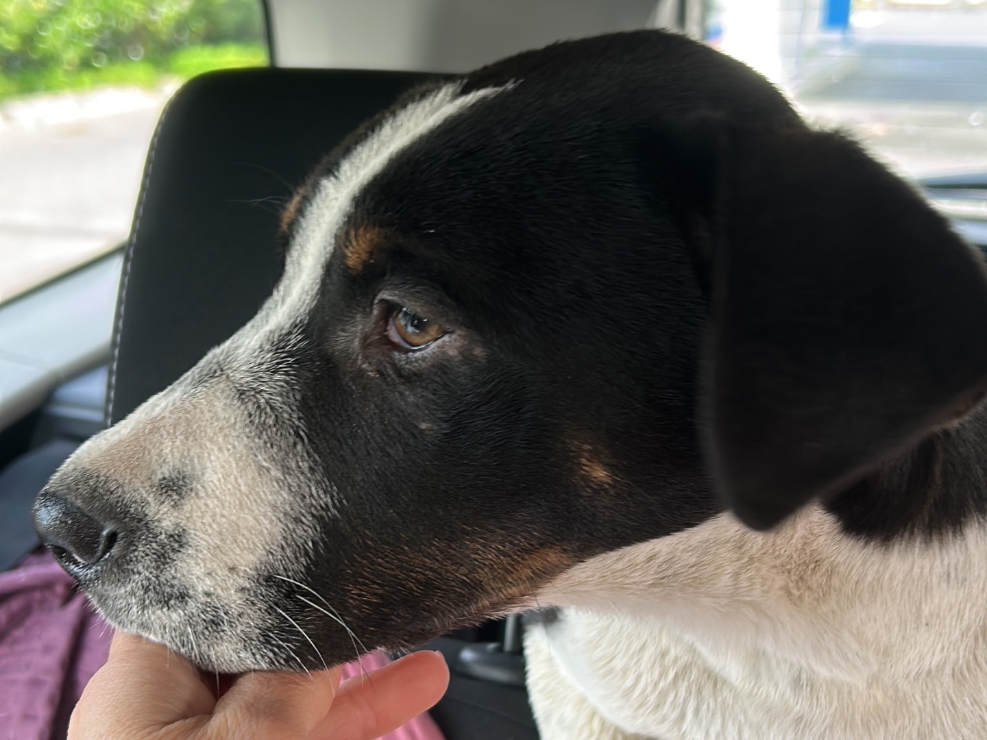 Vuoi adottare un cane a Siracusa?