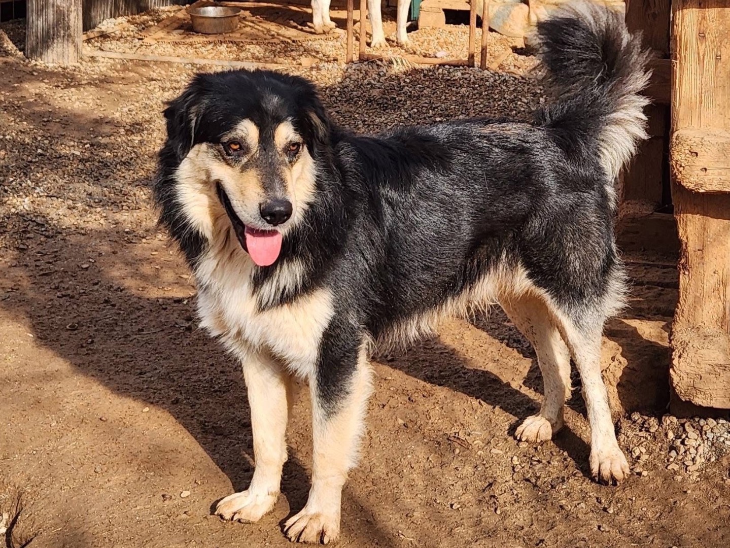 Adozione cane, maschio, Razza sconosciuta Razza sconosciuta, 2 anni e 1 mese, taglia media, Cosenza
