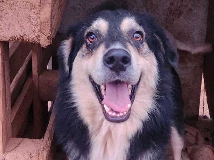 Adotta un cane, maschio, 2 anni e 1 mese, Cosenza