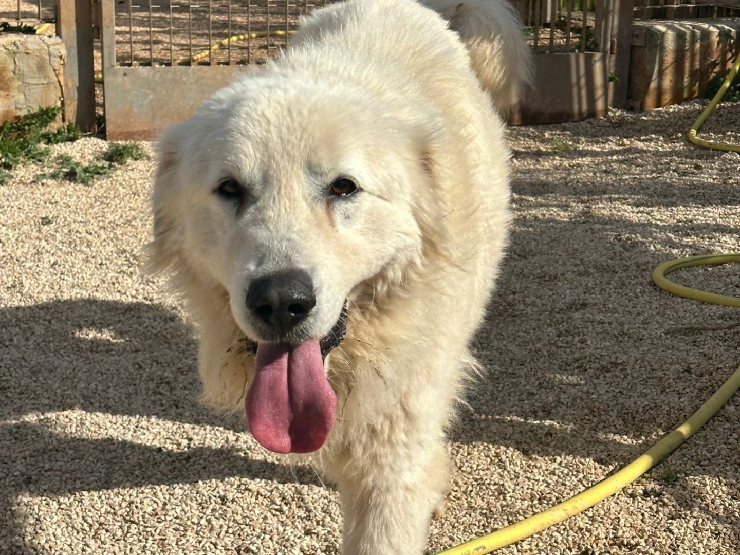 Adotta un cane, maschio, 2 anni e 1 mese, Bari