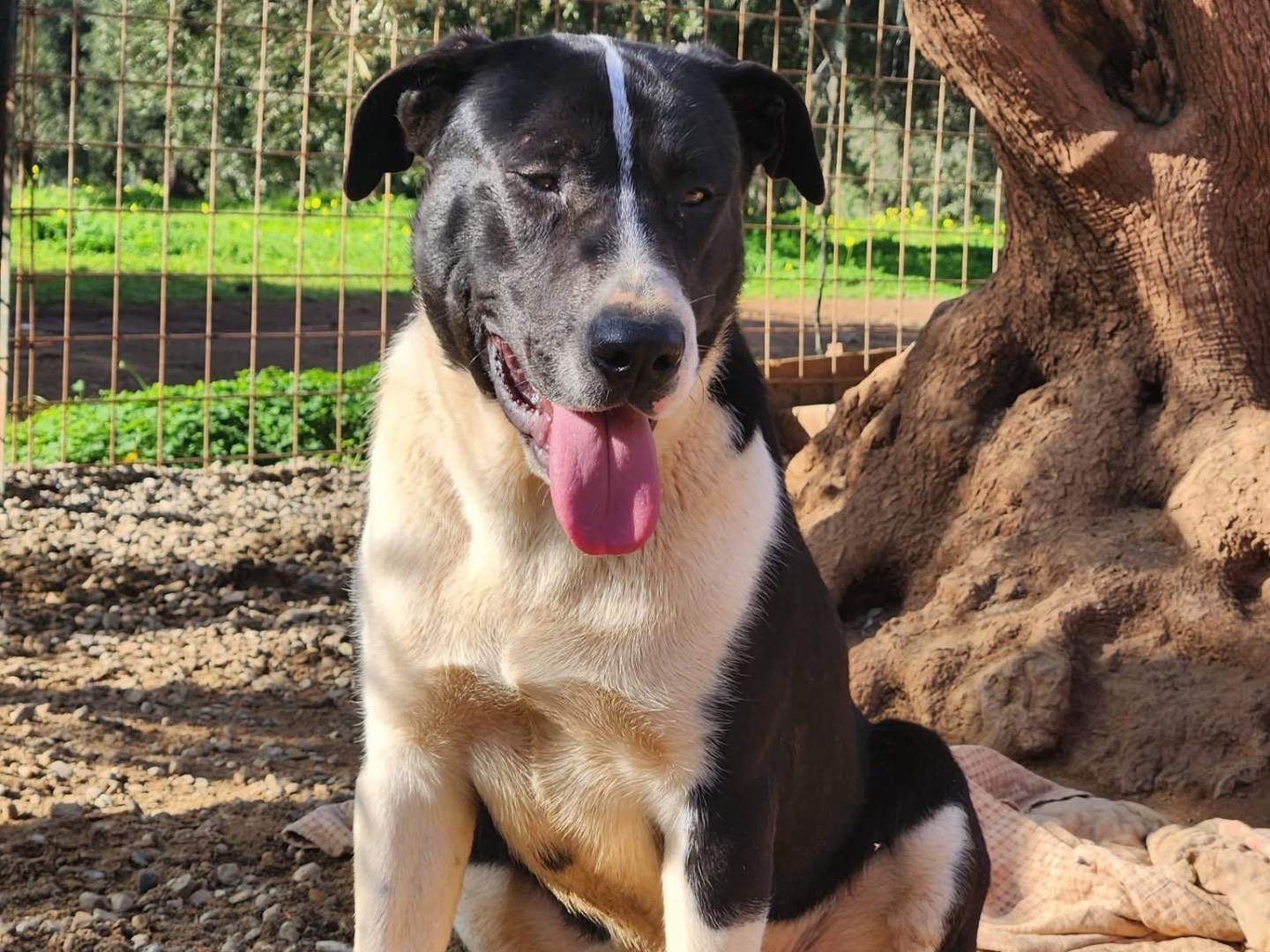 Adozione cane, maschio, Razza sconosciuta Razza sconosciuta, 10 mesi, taglia grande, Cosenza