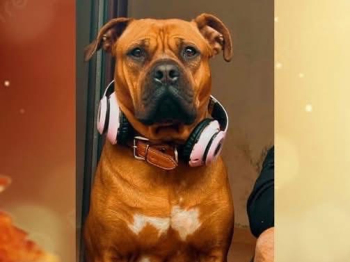 Adotta un cane, taglia grande, femmina, Cosenza