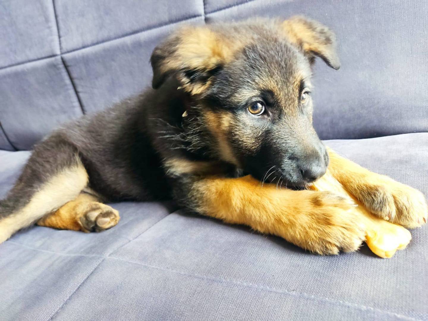 Adozione cane, femmina, Razza sconosciuta Razza sconosciuta, 4 mesi, taglia piccola, Bari