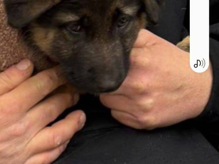 Adotta un cane, femmina, 4 mesi, Bari