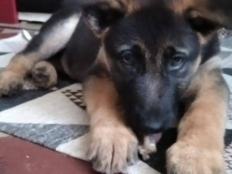 Vuoi adottare un cane a Bari?