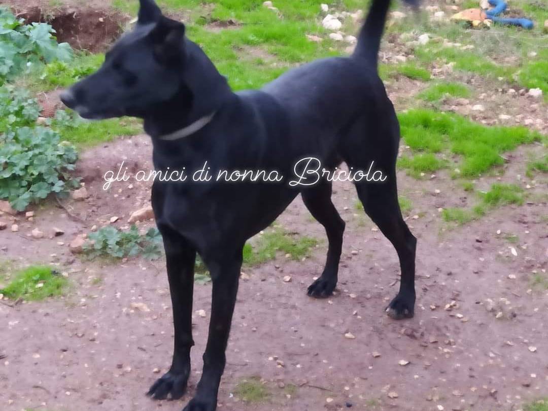 Adotta un cane, femmina, 7 anni e 2 mesi, Bari