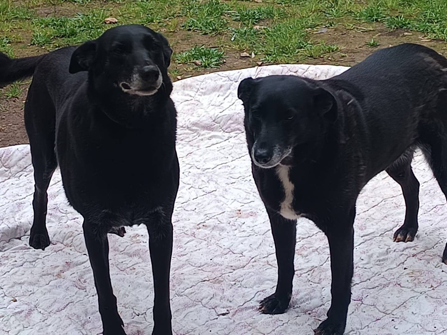 Adotta un cane, taglia media, femmina, Bari