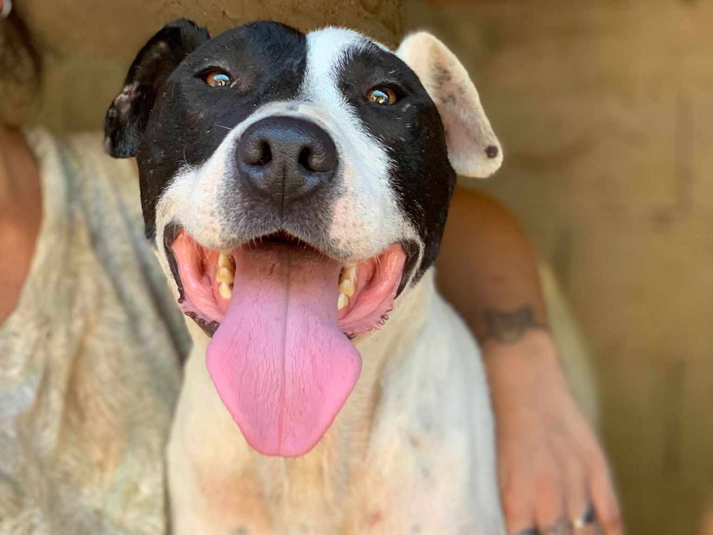 Adozione cane, maschio, American Staffordshire Terrier Razza sconosciuta, 3 anni e 11 mesi, taglia media, Firenze