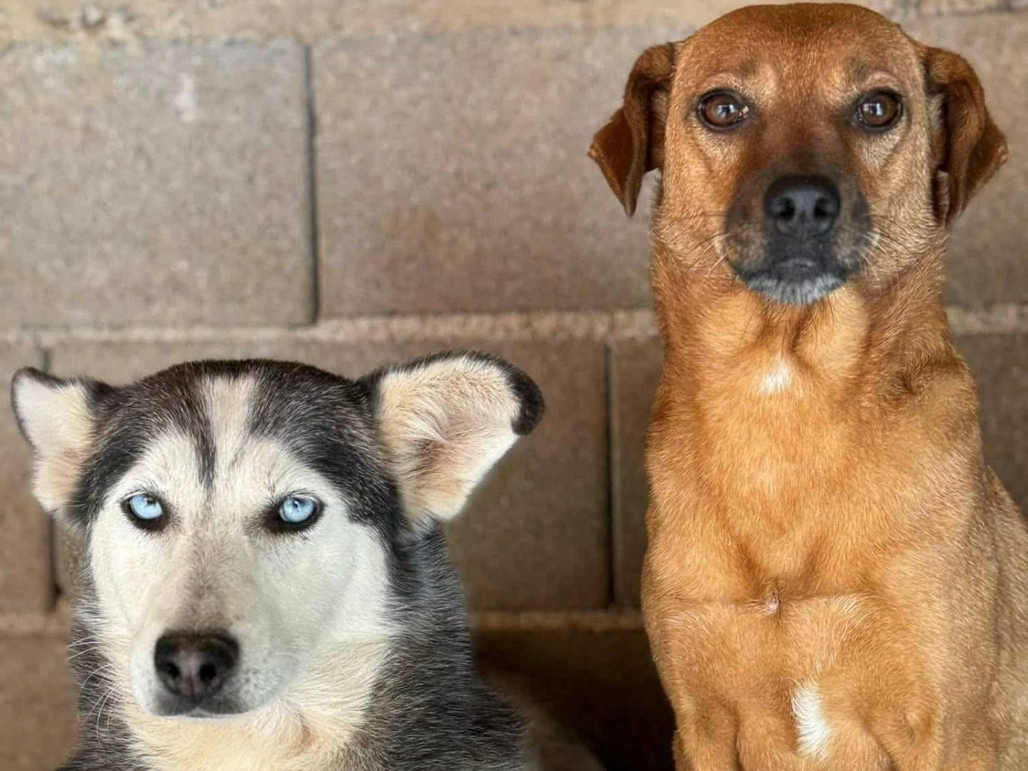 Adozione cane, femmina, Razza sconosciuta Razza sconosciuta, 3 anni e 4 mesi, taglia media contenuta, Firenze