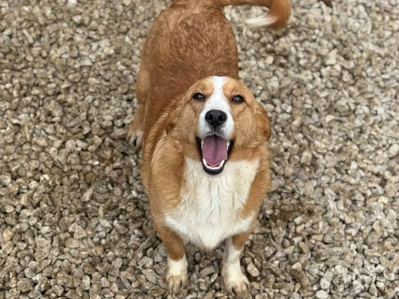 Adotta il cane LIZZY a Firenze