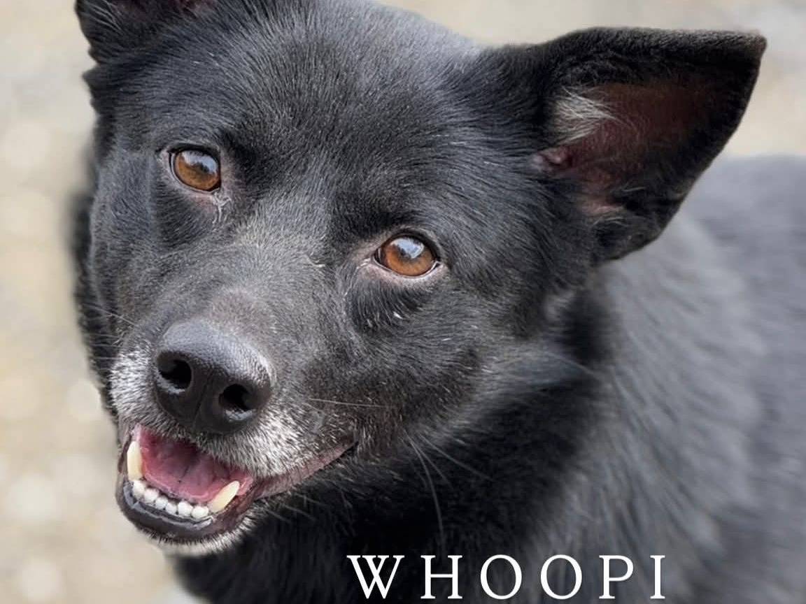 Adotta il cane TEAM TOTAL BLACK a Firenze