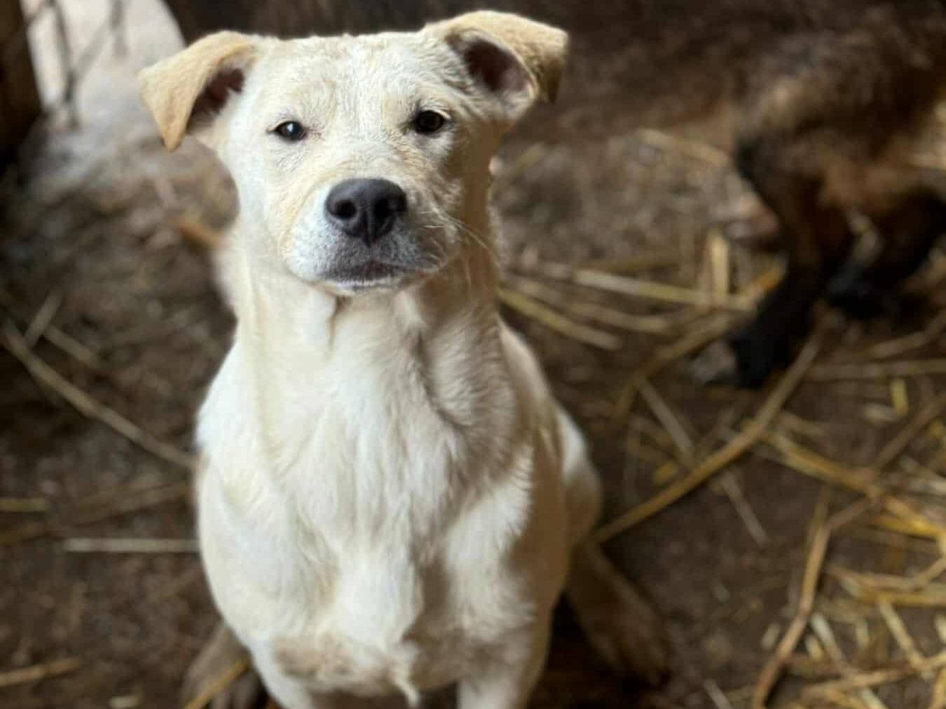 Adotta il cane BLANCA e BLESS a Firenze