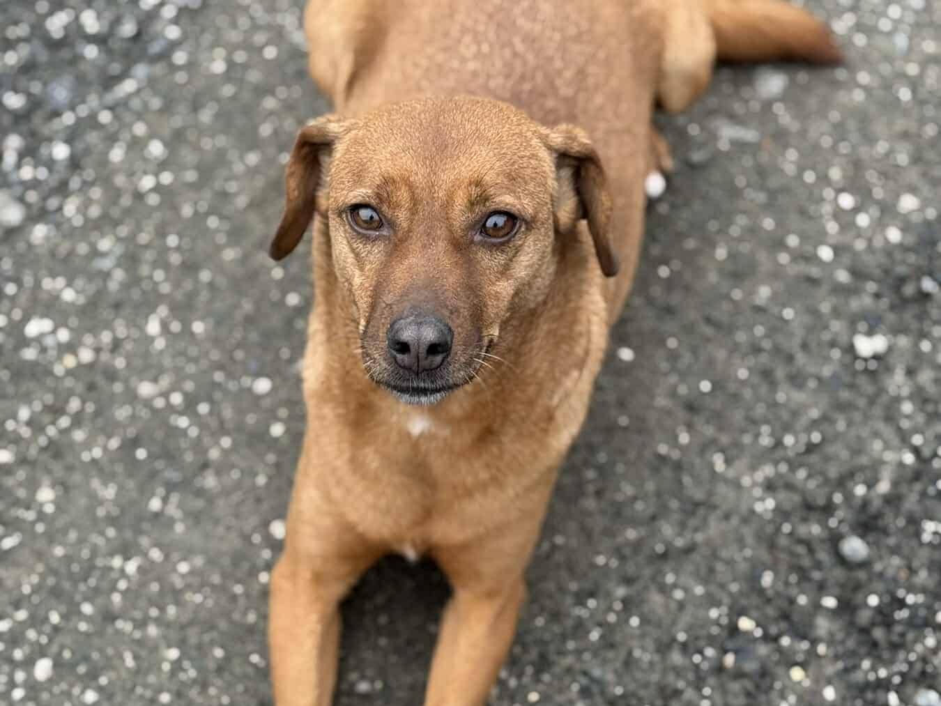 Adotta il cane REDDY a Firenze