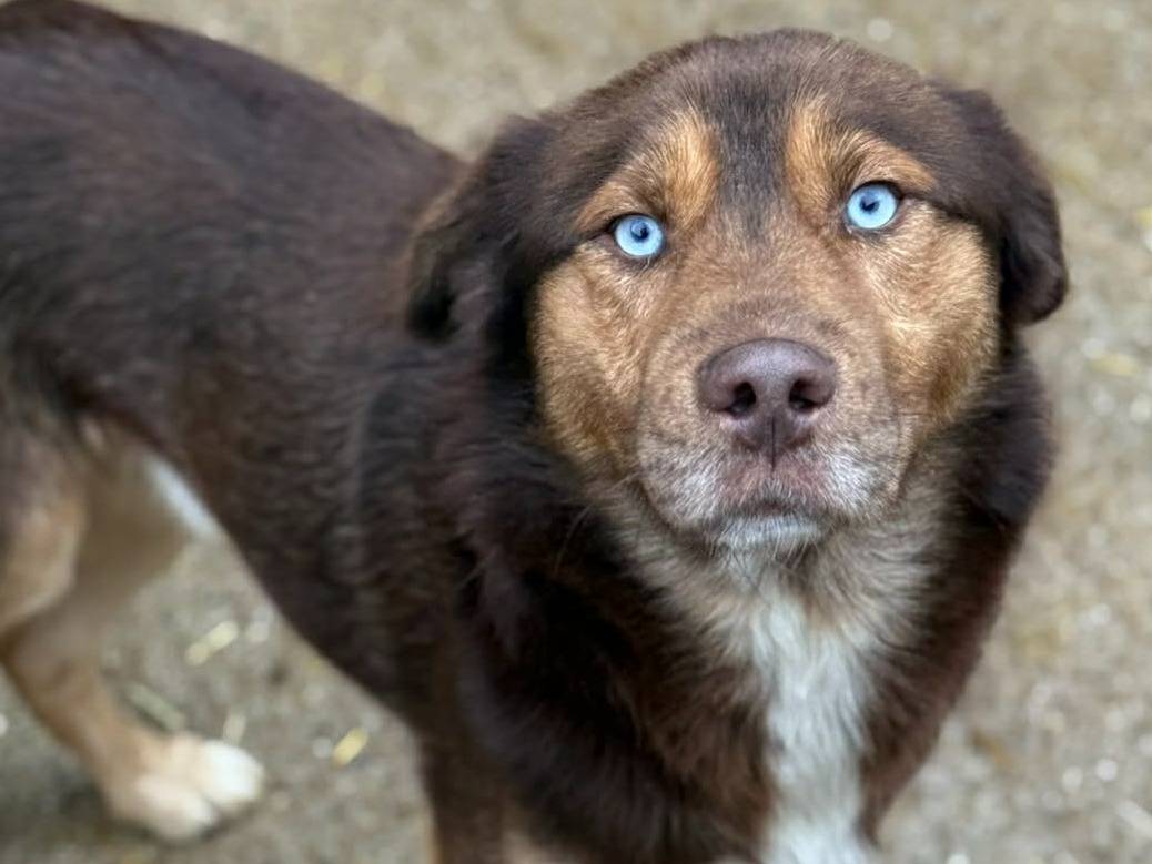 Adotta un cane, maschio, 3 anni e 6 mesi, Firenze