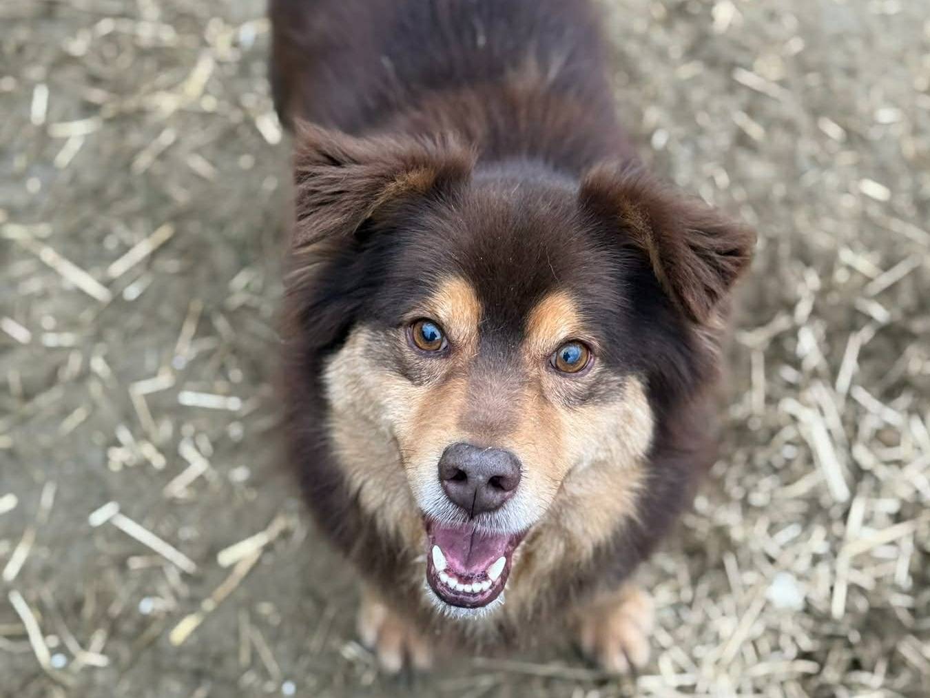 Vuoi adottare un cane a Firenze?