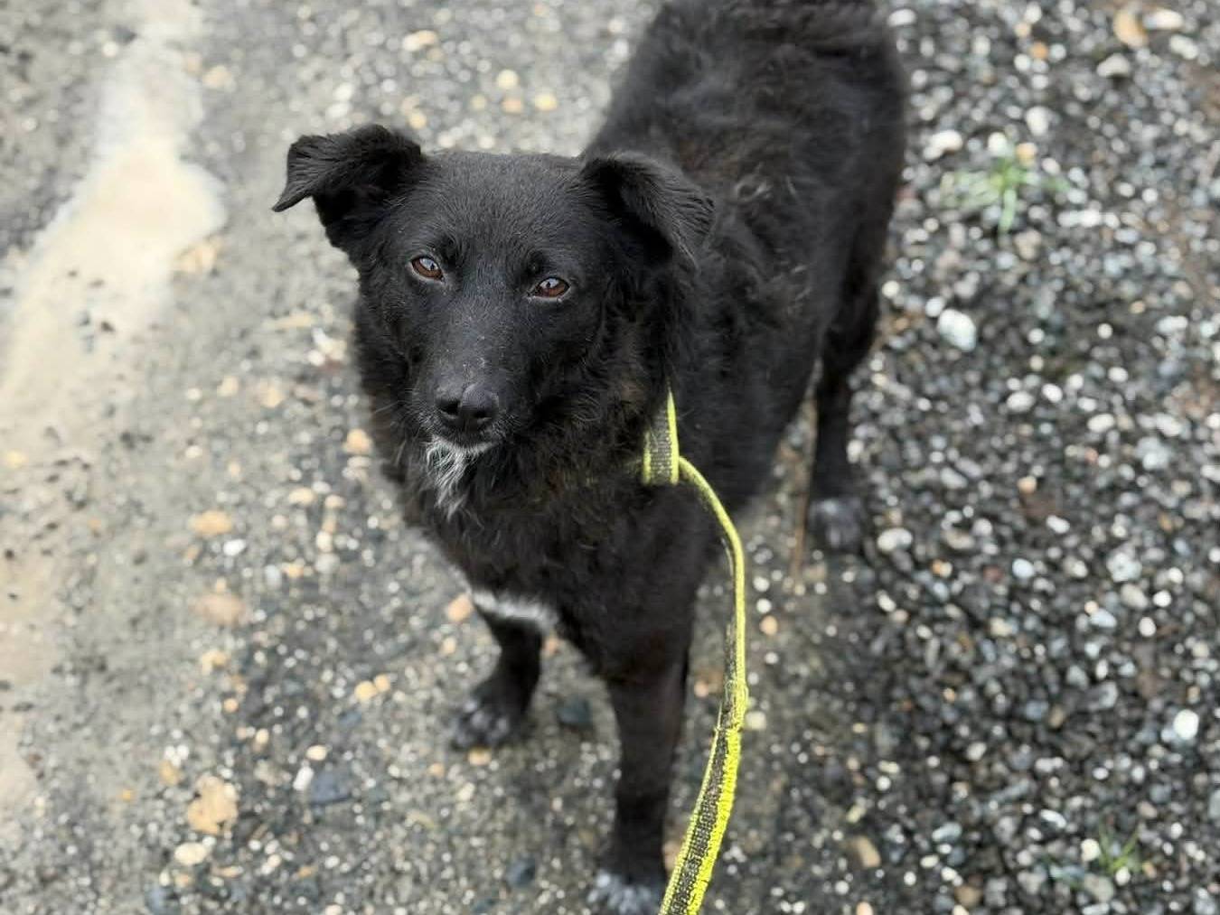 Adotta un cane, taglia media contenuta, femmina, Firenze