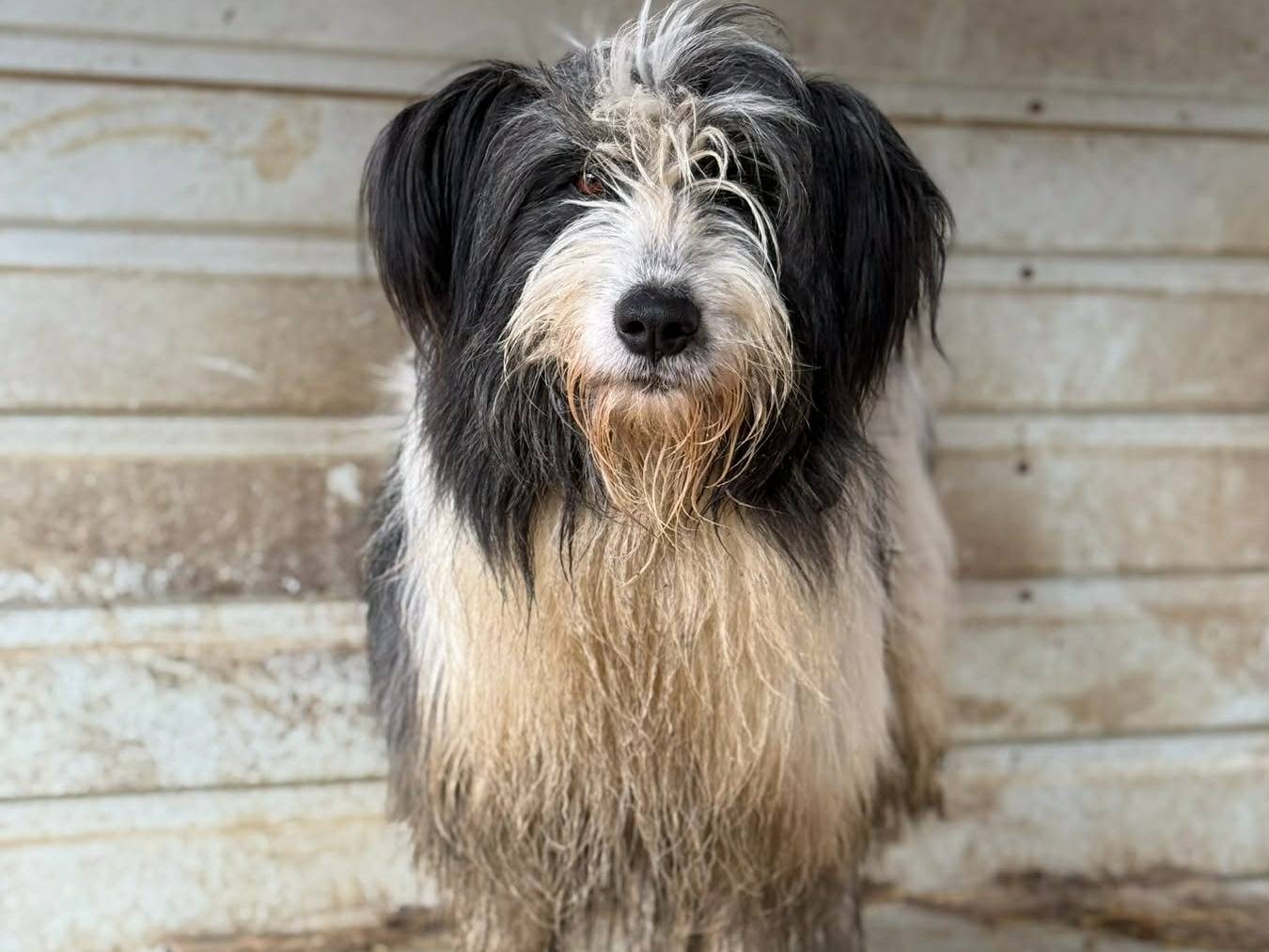 Adotta il cane MORGAN a Firenze