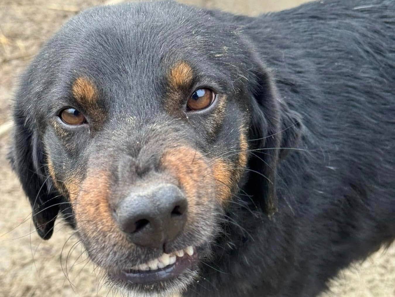 Vuoi adottare un cane a Firenze?