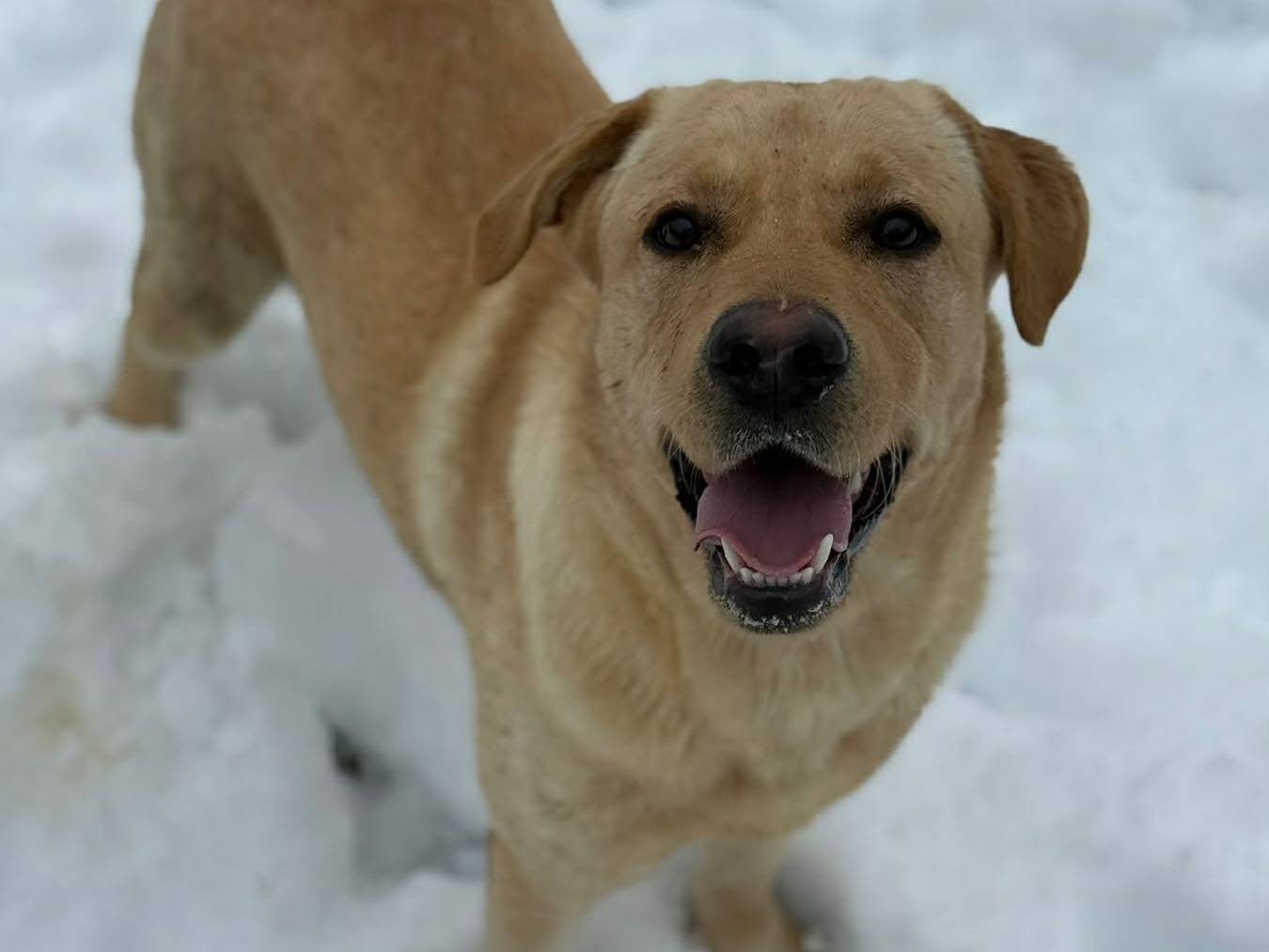 Vuoi adottare un cane a Firenze?