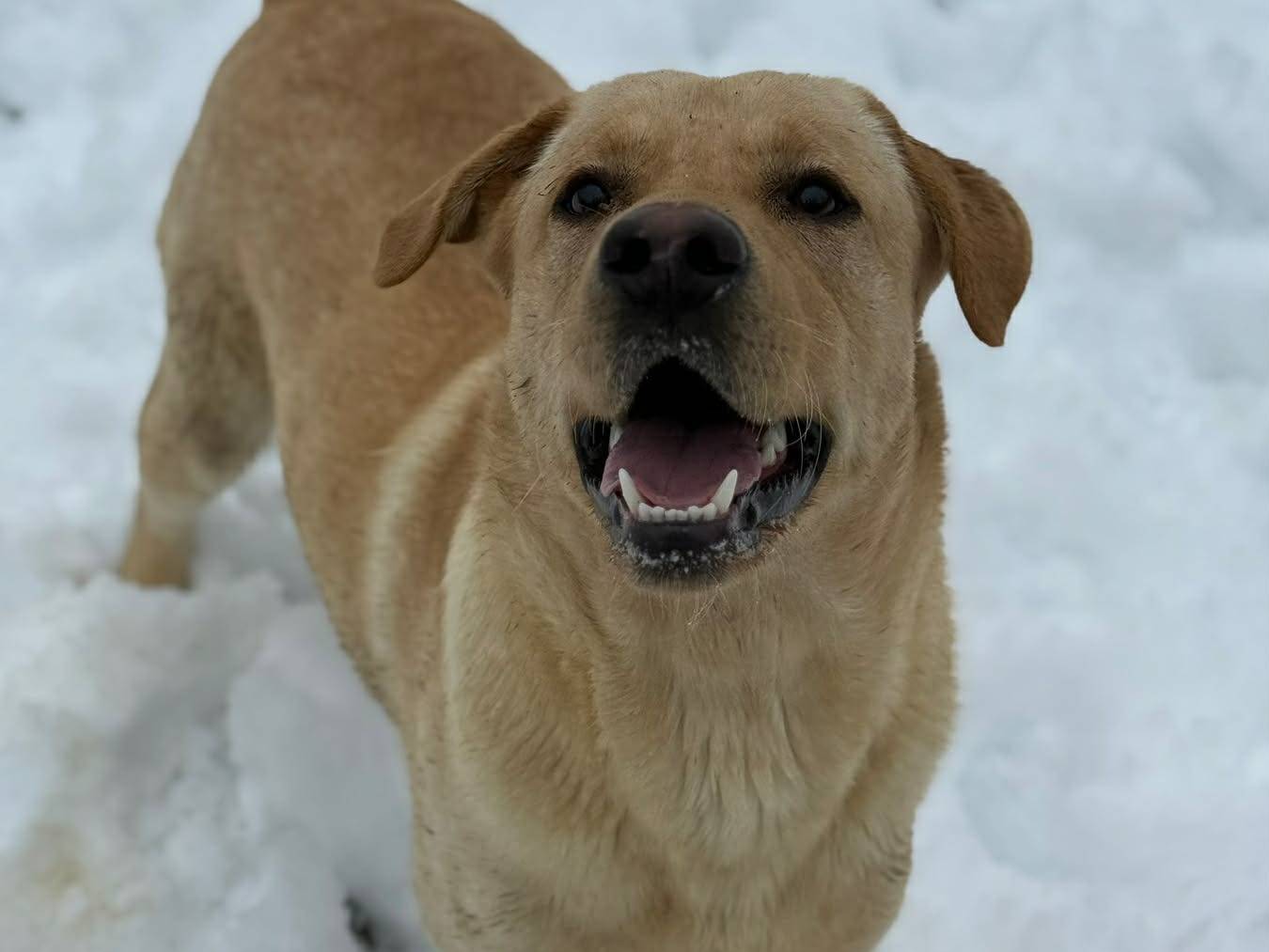 Adotta il cane RIO a Firenze